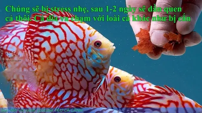 Khắc Phục Tình Trạng Cá Cảnh Bỏ Ăn, Lờ Đờ, Xuất Huyết: Cẩm Nang Toàn Tập
