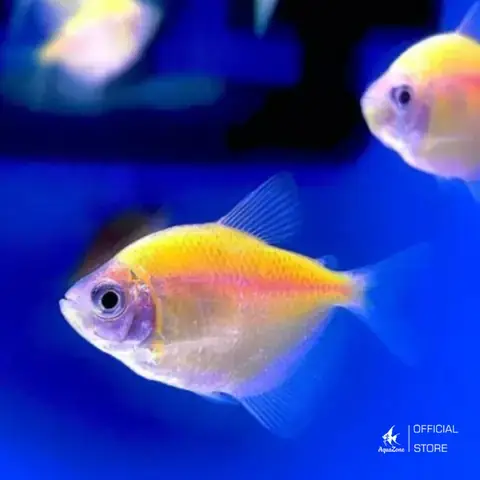 Chế Độ Dinh Dưỡng Của Cá Cánh Buồm Đen