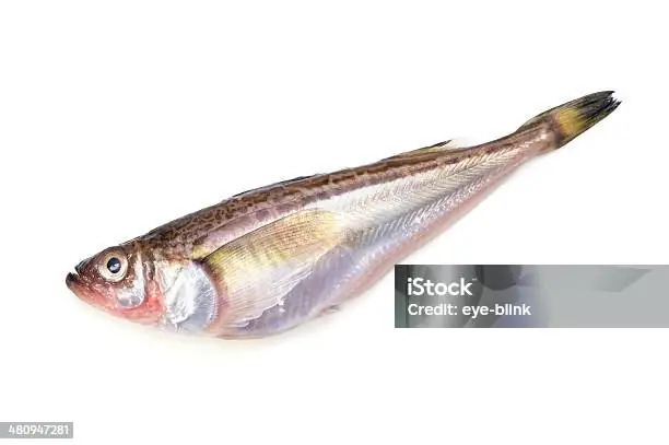 Cá Cánh Buồm Wiki