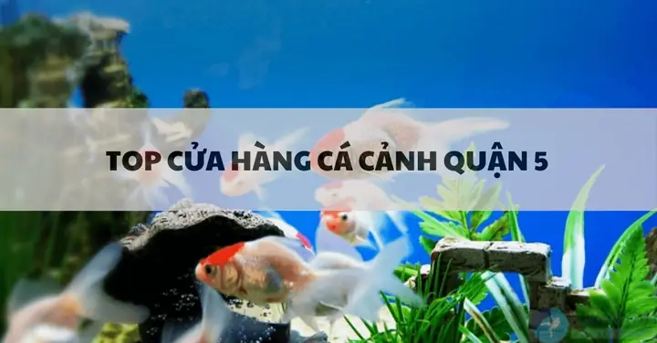 Top 20 Cửa Hàng Cá Cảnh Quận 5 Hồ Chí Minh Uy Tín Nhất