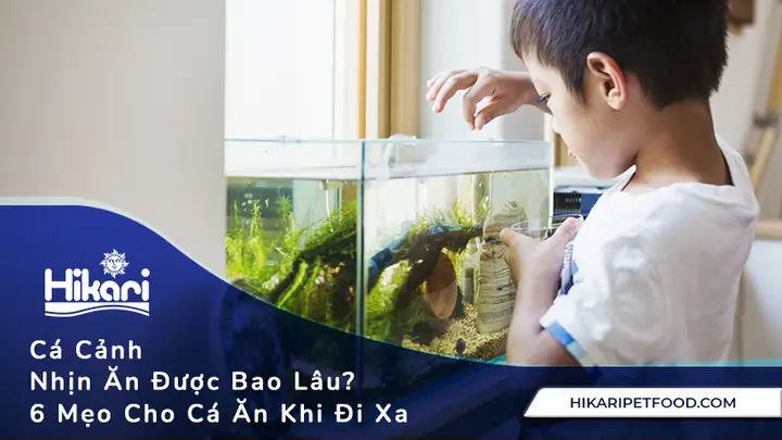 Cá Cảnh Nhịn Ăn Được Bao Lâu? 6 Mẹo Cho Cá Ăn Khi Đi Xa Cá Cảnh Nhịn Ăn Được Bao Lâu? 6 Mẹo Cho Cá Ăn Khi Đi Xa