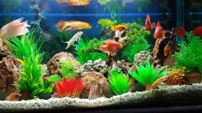 Thời Gian Nhịn Ăn Của Cá Cảnh Là Bao Lâu - Vi Sinh Cá Cảnh ... Thời Gian Nhịn Ăn Của Cá Cảnh Là Bao Lâu - Vi Sinh Cá Cảnh ...