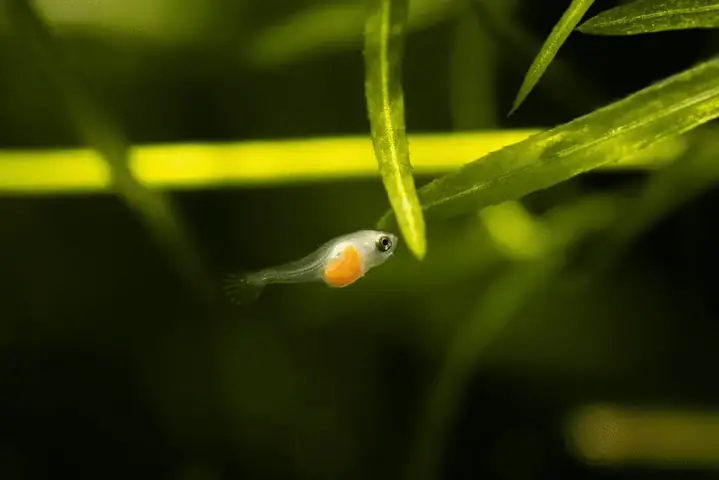 Mật Độ Cá Nuôi