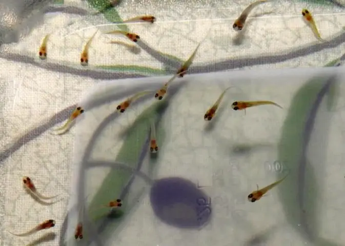 Duy Trì Vệ Sinh Bể Cá