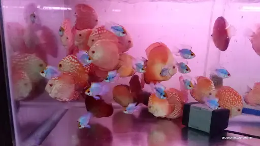 Cửa Hàng Cá Cảnh Dã Tượng