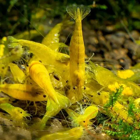 Cá Cảnh Đài Loan