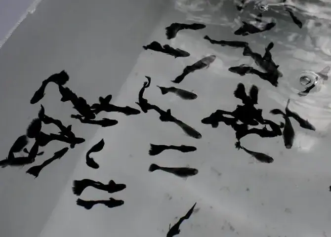 Sản Phẩm Và Dịch Vụ Nổi Bật Tại Cá Cảnh Đại Toàn Tây Ninh