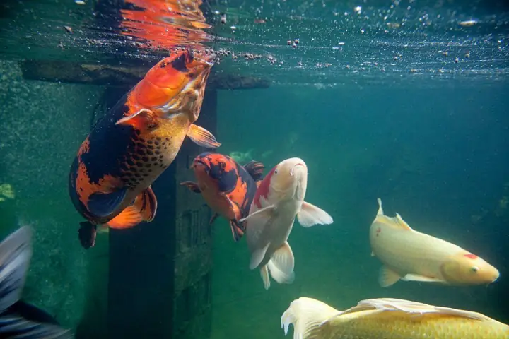 Ý Nghĩa Văn Hóa Và Tâm Linh