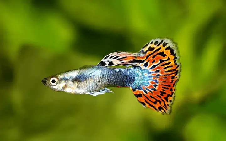 Cá Cảnh Đẻ Con Cá Guppy – Cá 7 Màu