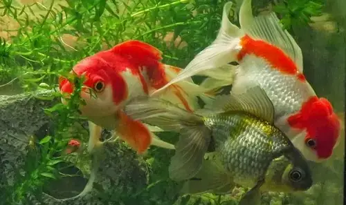 Hiểu Rõ Về Tập Tính Sinh Sản Của Cá Cảnh Đẻ Con