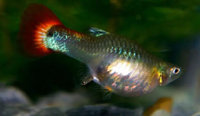 Cá Cảnh Đẻ Con Hay Đẻ Trứng​ Và Cách Nhận Biết Cá Mang Thai