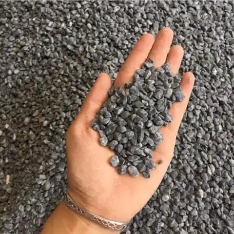 Tại Sao Cá Cảnh Đen Nhỏ Lại Thu Hút Người Chơi?