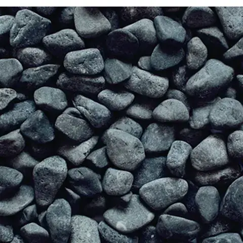 Các Loài Cá Cảnh Đen Nhỏ Phổ Biến Nhất