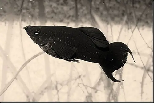 Cá Cảnh Đen Nhỏ: Khám Phá Vẻ Đẹp Huyền Bí Và Hướng Dẫn Chăm Sóc Toàn Tập