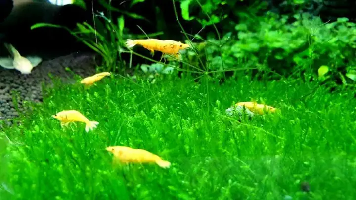 Chợ Cá Cảnh Đồng Hới