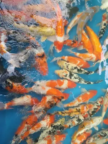 Hướng Dẫn Toàn Diện Về Cá Cảnh Đồng Hới: Cửa Hàng, Chọn Mua & Chăm Sóc