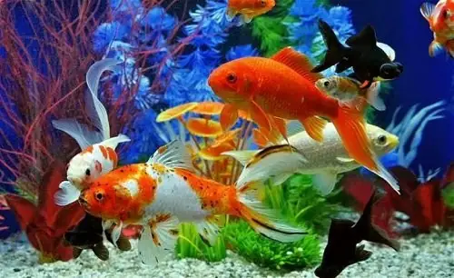 Top 5 Cửa Hàng Cá Cảnh Đường Trường Chinh Uy Tín Nhất