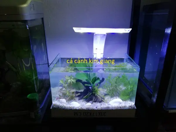 Bể Cá Cảnh Mini Giá Rẻ – Bể Đúc D04