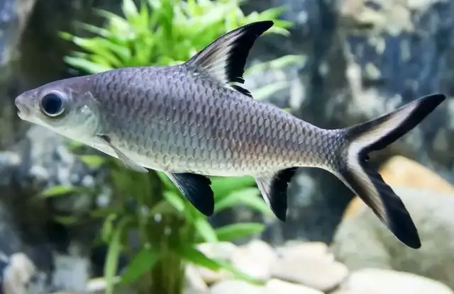 Cá Cảnh Giao Dịch Cá Mập: Loài Nào, Nuôi Thế Nào, Giá Bao Nhiêu?