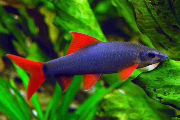 Cá Cảnh Giao Dịch Cá Mập: Loài Nào, Nuôi Thế Nào, Giá Bao Nhiêu?