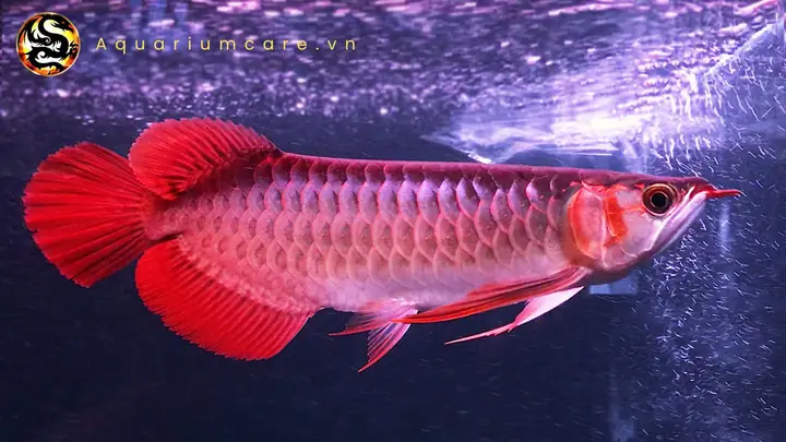 Cách Chọn Giống Cá Rồng Huyết Long Chất Lượng