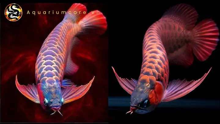 Kỹ Thuật Nuôi Cá Rồng Huyết Long Thành Công