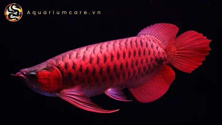 Đặc Điểm Nổi Bật Của Cá Rồng Huyết Long