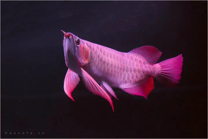 Thực Phẩm Chính