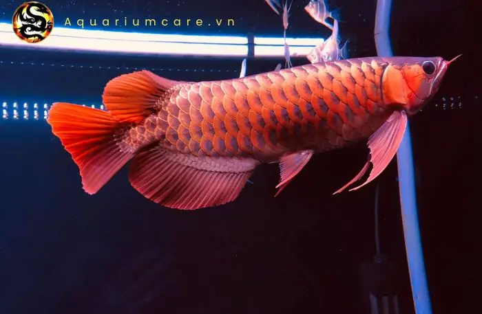 Lịch Trình Cho Ăn