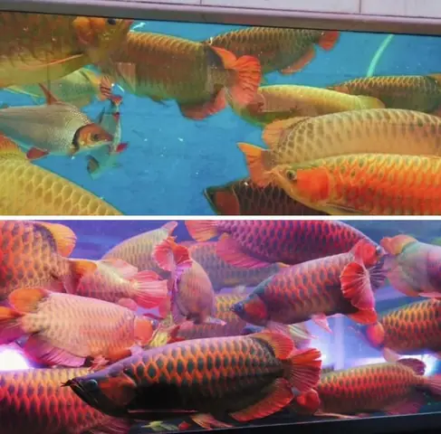 Hành Vi Sống Trong Môi Trường Tự Nhiên Và Nuôi Nhốt