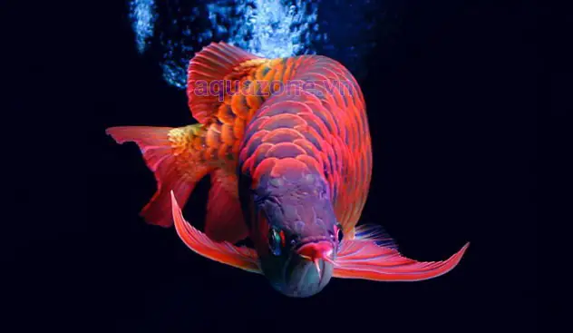 Nhiệt Độ Và Độ Ph Của Nước