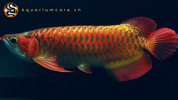 Phân Loại Cá Rồng Huyết Long