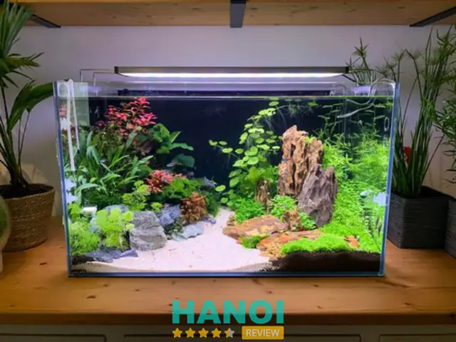 Cá Cảnh Kim Giang Hà Nội: Bí Mật Về Loài Cá Đẹp Như Kim Cương Cá Cảnh Kim Giang Hà Nội: Bí Mật Về Loài Cá Đẹp Như Kim Cương