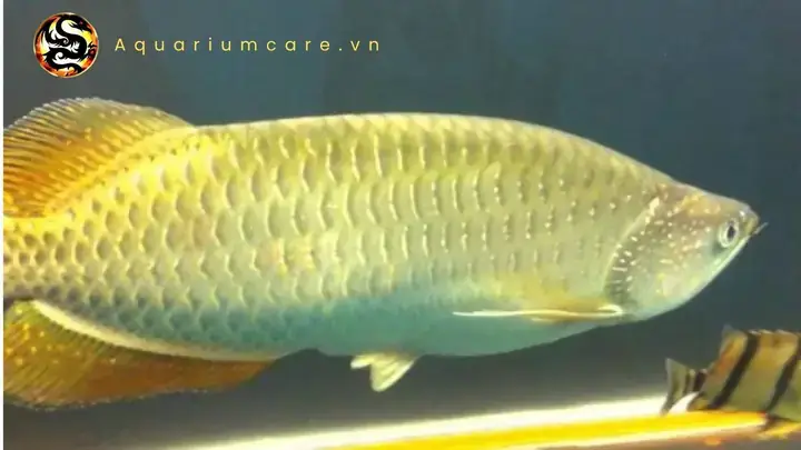 Cá Kim Long Thái Lan (thai Arowana)