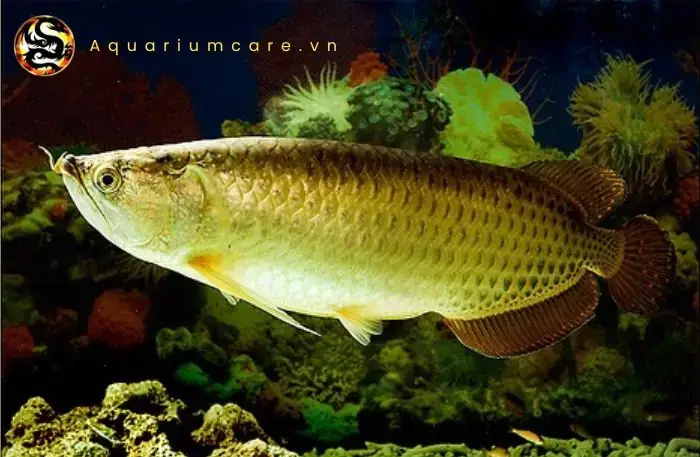 Yêu Cầu Về Bể Nuôi