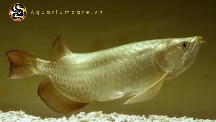 Ánh Sáng Và Trang Trí Bể