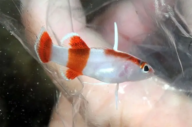 Cá Cảnhbladefin Basslet