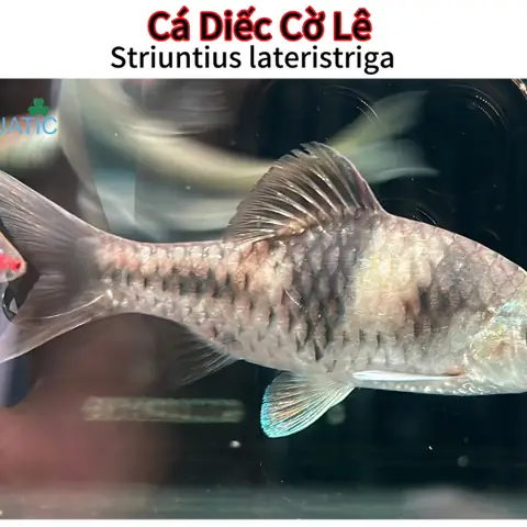 Cá Cảnh Lê Trung: Khám Phá Chi Tiết Về Một Địa Chỉ Uy Tín Dành Cho Người Yêu Cá