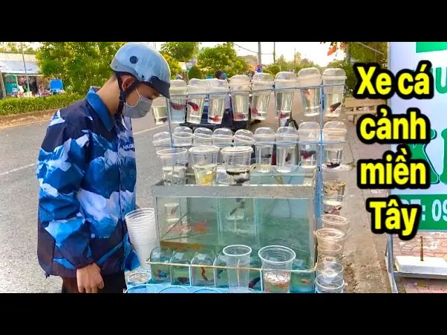 Cá Cảnh Miền Tây: Từ Đam Mê Thành "triệu Phú" Với Mô Hình Trang Trại Cá Bảy Màu