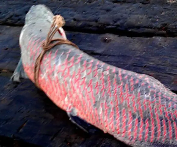 Cá Cảnh Miền Tây: Từ Đam Mê Thành "triệu Phú" Với Mô Hình Trang Trại Cá Bảy Màu