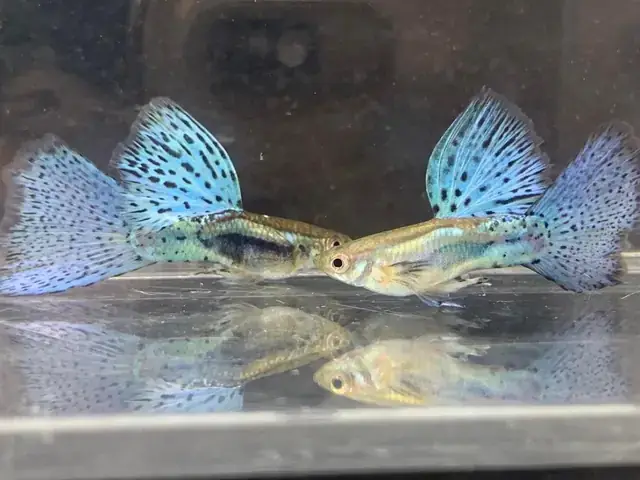 Những Yếu Tố Ảnh Hưởng Đến Tuổi Thọ Của Cá Cảnh