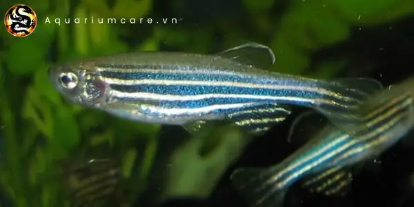 Cá Sọc Ngựa (cá Ngựa Vằn)