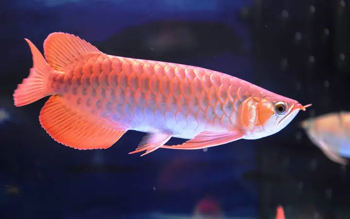 Cá Cảnh Nuôi 1 Con Có Được Không? Hướng Dẫn Từ A-z Cho Người Mới Bắt Đầu