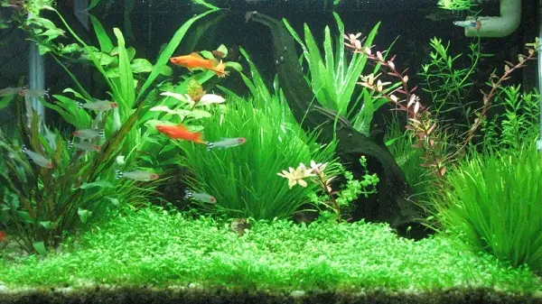 Nuôi Cá Cảnh Dùng Để Trang Trí Và Làm Phong Thủy Trong Nhà