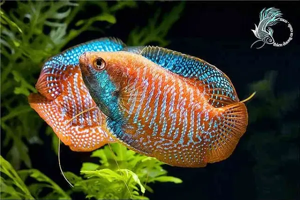 Cần Phải Xử Lý Nguồn Nước Trước Khi Thả Cá Vào Bể