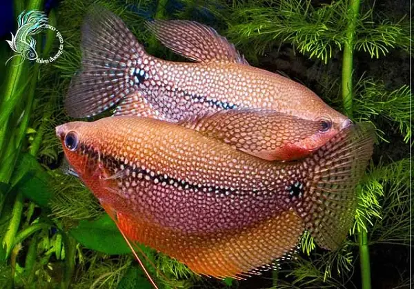 Thường Xuyên Thay Rửa Bể Cá