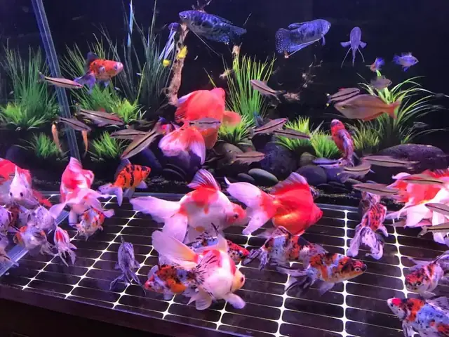 Bán Bể Cá Cảnh Ở Vinh: Hướng Dẫn Toàn Diện Từ A-z - Công Viên ... Bán Bể Cá Cảnh Ở Vinh: Hướng Dẫn Toàn Diện Từ A-z - Công Viên ...