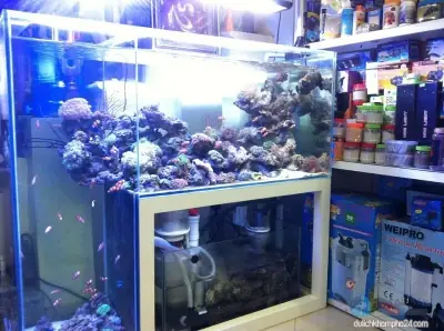 Top 8 Cửa Hàng Cá Cảnh Tại Nghệ An - Vi Sinh Cá Cảnh Aquarium ... Top 8 Cửa Hàng Cá Cảnh Tại Nghệ An - Vi Sinh Cá Cảnh Aquarium ...