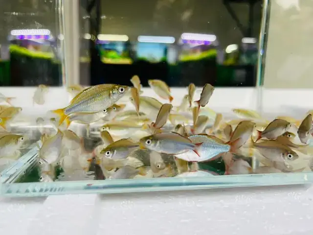 Top 5 Địa Chỉ Bán Cá Cảnh Ở Vinh Uy Tín Và Chất Lượng - Aquatech Top 5 Địa Chỉ Bán Cá Cảnh Ở Vinh Uy Tín Và Chất Lượng - Aquatech