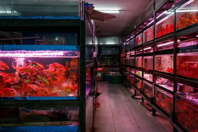 Siêu Thị Cá Cảnh Phan Thiết